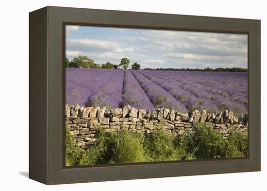 Cotswold Lavender field with Cotswold dry stone wall, Snowshill, Cotswolds, Gloucestershire, Englan-Stuart Black-Framed Premier Image Canvas