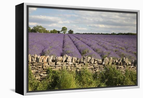 Cotswold Lavender field with Cotswold dry stone wall, Snowshill, Cotswolds, Gloucestershire, Englan-Stuart Black-Framed Premier Image Canvas