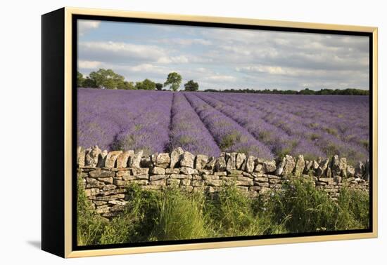 Cotswold Lavender field with Cotswold dry stone wall, Snowshill, Cotswolds, Gloucestershire, Englan-Stuart Black-Framed Premier Image Canvas