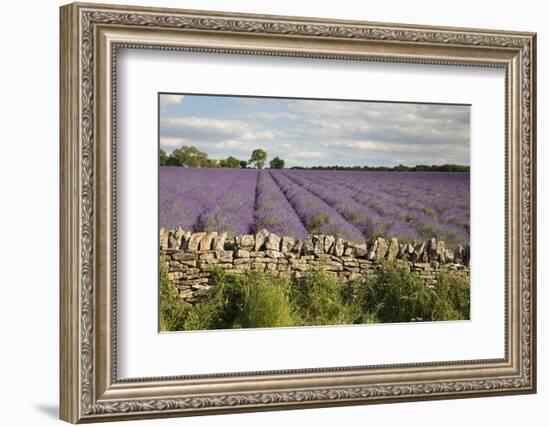 Cotswold Lavender field with Cotswold dry stone wall, Snowshill, Cotswolds, Gloucestershire, Englan-Stuart Black-Framed Photographic Print