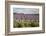 Cotswold Lavender field with Cotswold dry stone wall, Snowshill, Cotswolds, Gloucestershire, Englan-Stuart Black-Framed Photographic Print