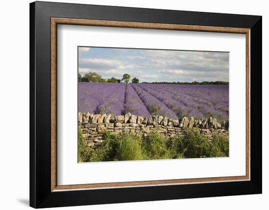 Cotswold Lavender field with Cotswold dry stone wall, Snowshill, Cotswolds, Gloucestershire, Englan-Stuart Black-Framed Photographic Print