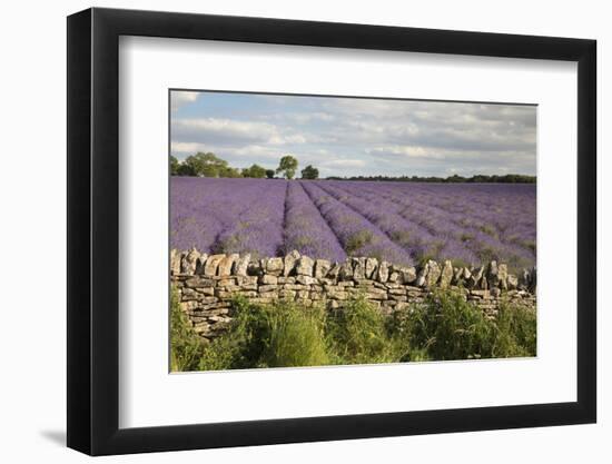 Cotswold Lavender field with Cotswold dry stone wall, Snowshill, Cotswolds, Gloucestershire, Englan-Stuart Black-Framed Photographic Print