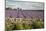 Cotswold Lavender field with Cotswold dry stone wall, Snowshill, Cotswolds, Gloucestershire, Englan-Stuart Black-Mounted Photographic Print