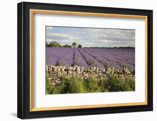 Cotswold Lavender field with Cotswold dry stone wall, Snowshill, Cotswolds, Gloucestershire, Englan-Stuart Black-Framed Photographic Print
