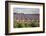 Cotswold Lavender field with Cotswold dry stone wall, Snowshill, Cotswolds, Gloucestershire, Englan-Stuart Black-Framed Photographic Print