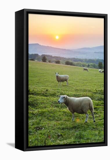 Cotswold Sheep at Sunset, Winchcombe, the Cotswolds, Gloucestershire, England-Matthew Williams-Ellis-Framed Premier Image Canvas