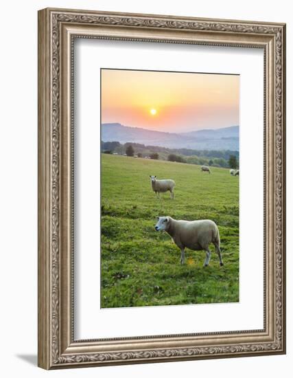 Cotswold Sheep at Sunset, Winchcombe, the Cotswolds, Gloucestershire, England-Matthew Williams-Ellis-Framed Photographic Print