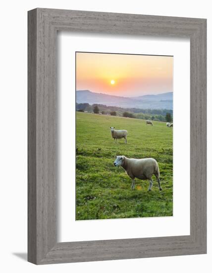 Cotswold Sheep at Sunset, Winchcombe, the Cotswolds, Gloucestershire, England-Matthew Williams-Ellis-Framed Photographic Print