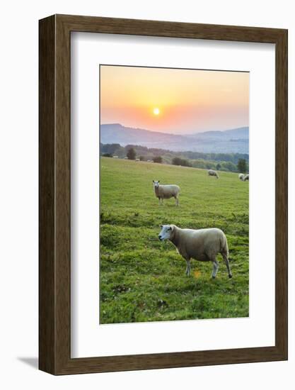 Cotswold Sheep at Sunset, Winchcombe, the Cotswolds, Gloucestershire, England-Matthew Williams-Ellis-Framed Photographic Print