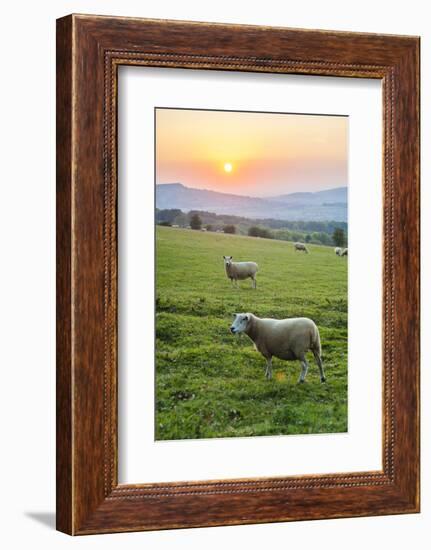 Cotswold Sheep at Sunset, Winchcombe, the Cotswolds, Gloucestershire, England-Matthew Williams-Ellis-Framed Photographic Print