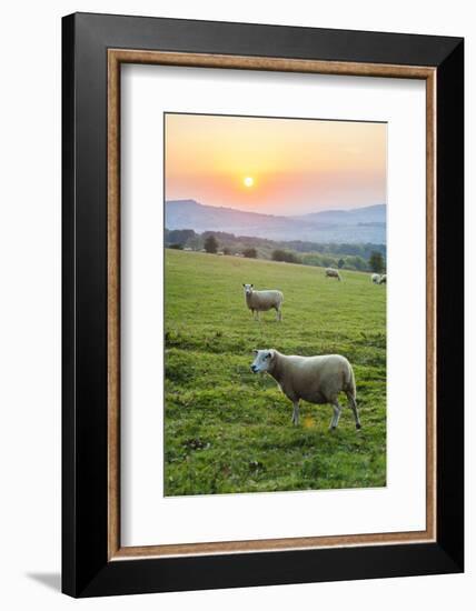 Cotswold Sheep at Sunset, Winchcombe, the Cotswolds, Gloucestershire, England-Matthew Williams-Ellis-Framed Photographic Print