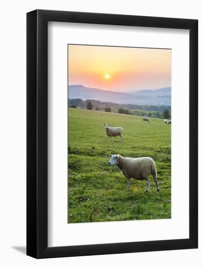 Cotswold Sheep at Sunset, Winchcombe, the Cotswolds, Gloucestershire, England-Matthew Williams-Ellis-Framed Photographic Print