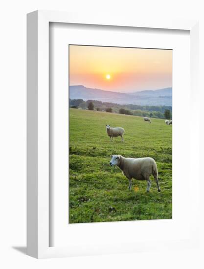 Cotswold Sheep at Sunset, Winchcombe, the Cotswolds, Gloucestershire, England-Matthew Williams-Ellis-Framed Photographic Print