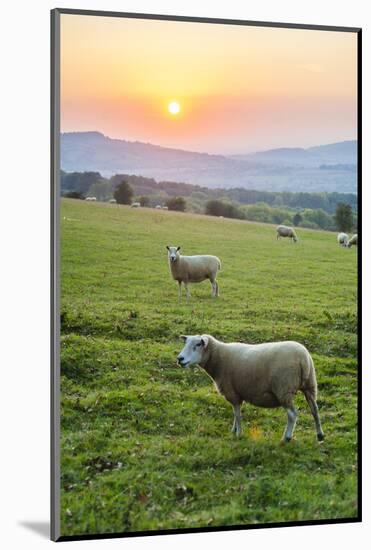Cotswold Sheep at Sunset, Winchcombe, the Cotswolds, Gloucestershire, England-Matthew Williams-Ellis-Mounted Photographic Print