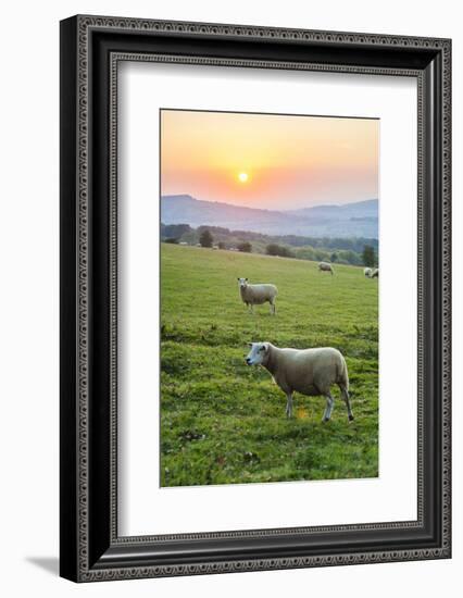 Cotswold Sheep at Sunset, Winchcombe, the Cotswolds, Gloucestershire, England-Matthew Williams-Ellis-Framed Photographic Print