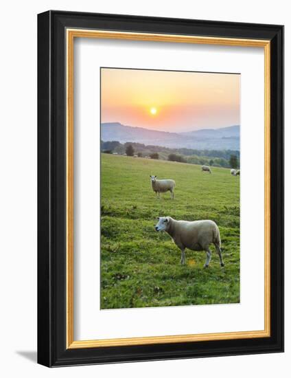 Cotswold Sheep at Sunset, Winchcombe, the Cotswolds, Gloucestershire, England-Matthew Williams-Ellis-Framed Photographic Print