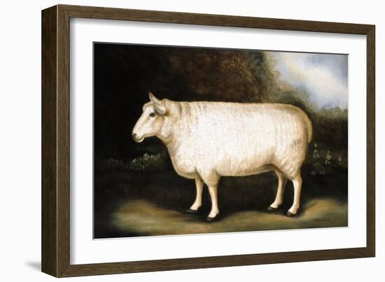 Cotswold Sheep-Porter Design-Framed Giclee Print