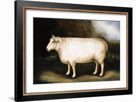 Cotswold Sheep-Porter Design-Framed Giclee Print