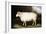 Cotswold Sheep-Porter Design-Framed Giclee Print