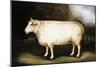 Cotswold Sheep-Porter Design-Mounted Giclee Print