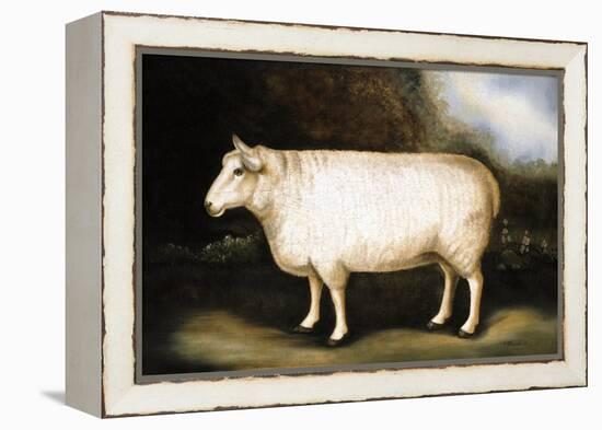 Cotswold Sheep-Porter Design-Framed Premier Image Canvas