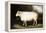 Cotswold Sheep-Porter Design-Framed Premier Image Canvas