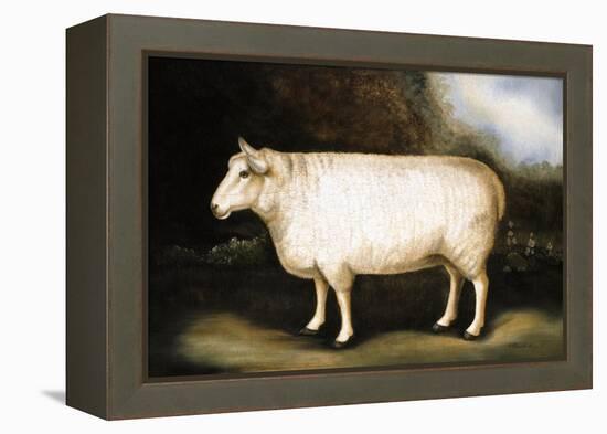 Cotswold Sheep-Porter Design-Framed Premier Image Canvas