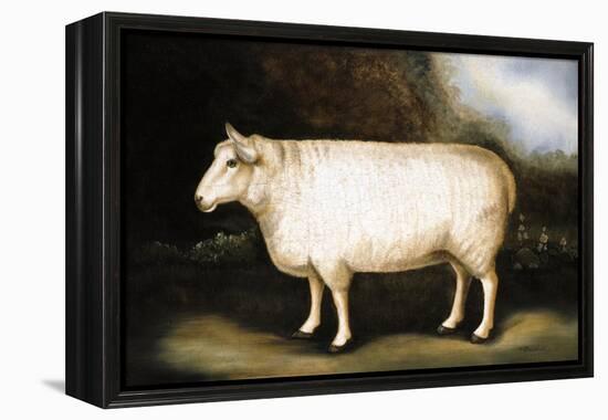 Cotswold Sheep-Porter Design-Framed Premier Image Canvas