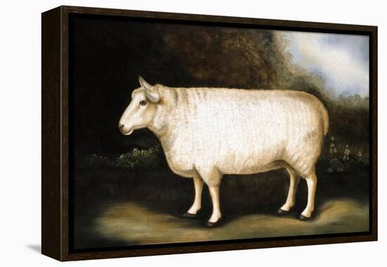 Cotswold Sheep-Porter Design-Framed Premier Image Canvas