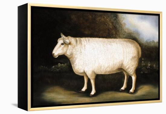 Cotswold Sheep-Porter Design-Framed Premier Image Canvas