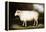 Cotswold Sheep-Porter Design-Framed Premier Image Canvas