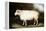 Cotswold Sheep-Porter Design-Framed Premier Image Canvas