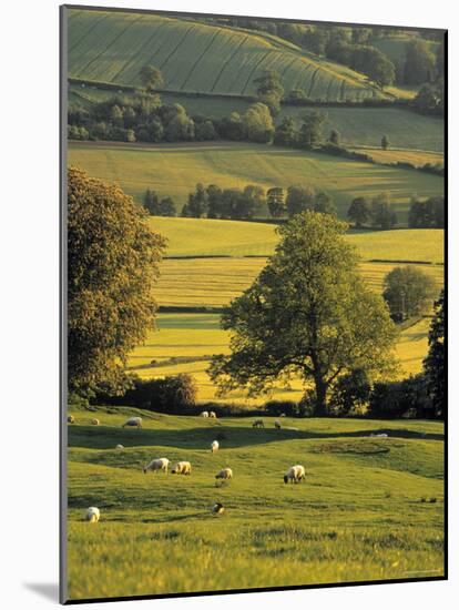 Cotswolds, England-Jon Arnold-Mounted Photographic Print