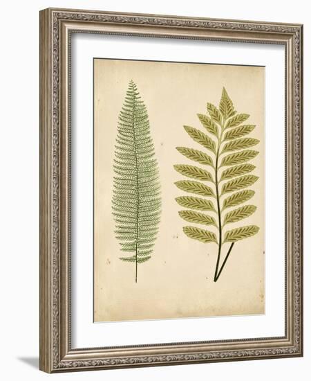 Cottage Ferns II-Edward Lowe-Framed Art Print