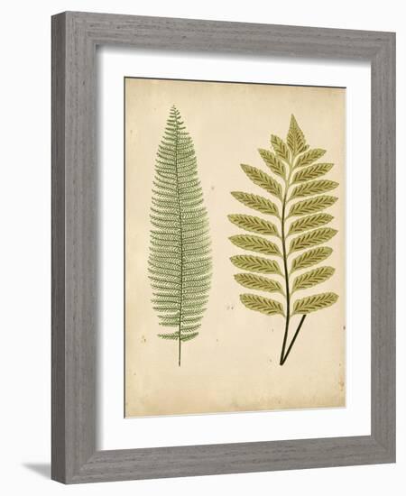 Cottage Ferns II-Edward Lowe-Framed Art Print