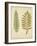 Cottage Ferns II-Edward Lowe-Framed Art Print