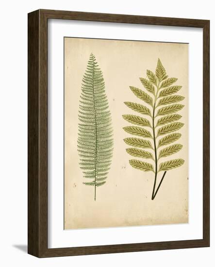 Cottage Ferns II-Edward Lowe-Framed Art Print