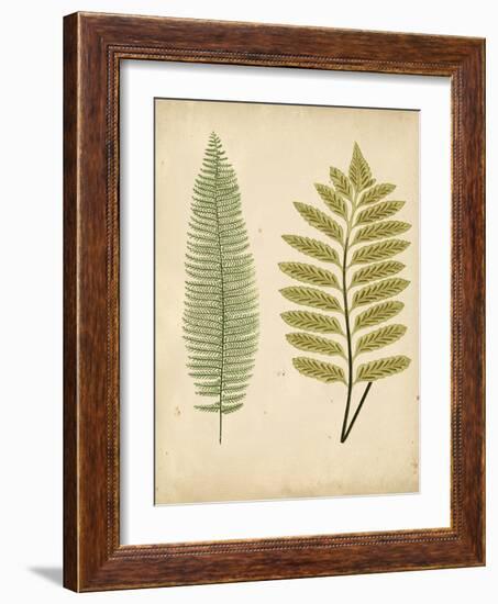 Cottage Ferns II-Edward Lowe-Framed Art Print