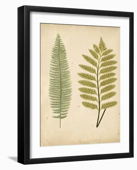 Cottage Ferns II-Edward Lowe-Framed Art Print