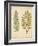 Cottage Ferns II-Edward Lowe-Framed Art Print