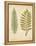 Cottage Ferns II-Edward Lowe-Framed Stretched Canvas