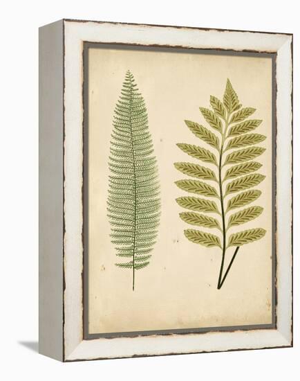 Cottage Ferns II-Edward Lowe-Framed Stretched Canvas