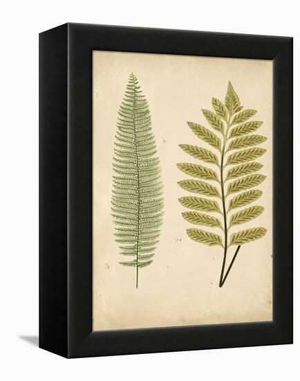Cottage Ferns II-Edward Lowe-Framed Stretched Canvas