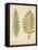 Cottage Ferns II-Edward Lowe-Framed Stretched Canvas