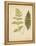 Cottage Ferns III-Edward Lowe-Framed Stretched Canvas