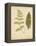 Cottage Ferns III-Edward Lowe-Framed Stretched Canvas