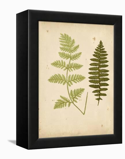 Cottage Ferns III-Edward Lowe-Framed Stretched Canvas