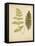 Cottage Ferns III-Edward Lowe-Framed Stretched Canvas