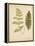 Cottage Ferns III-Edward Lowe-Framed Stretched Canvas